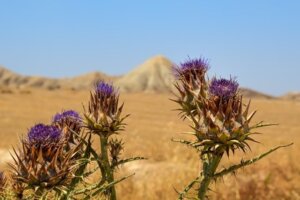 Fiore deserto