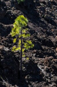 albero roccia